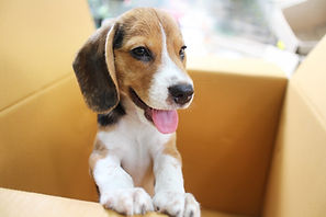 Puppy sitting in a moving box
